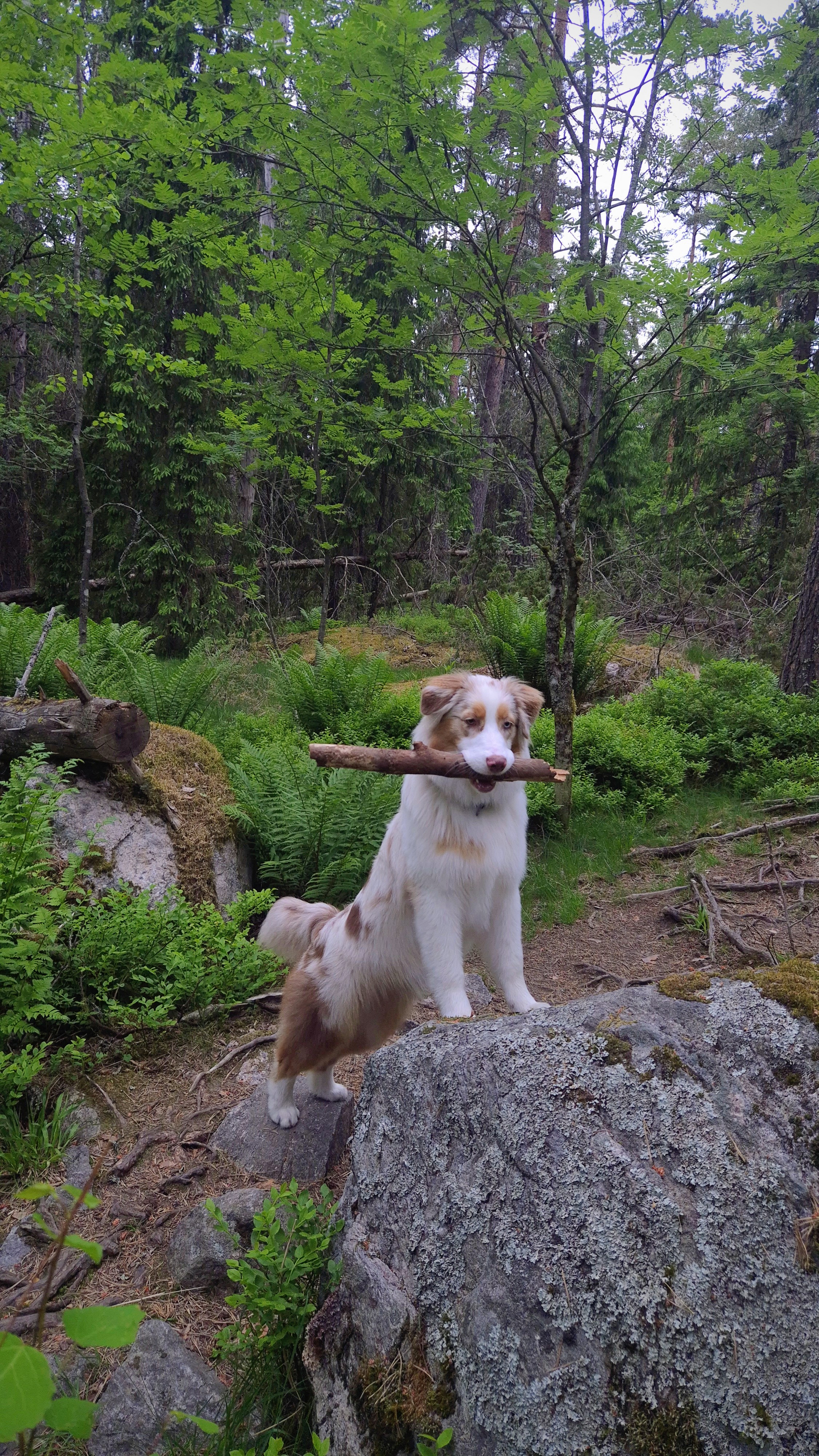 A dog carrying a branch while standing on a rock in the forest.